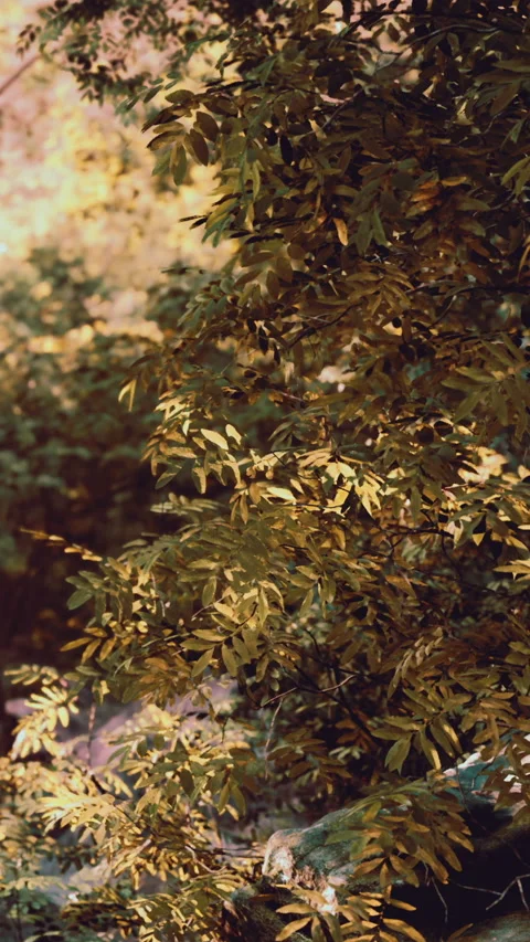 Leaves on trees in a forest during a warm afternoon in fall season Stock Footage 346756972