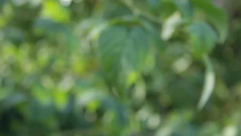 The leaves of the trees in the garden Stock Footage 8650295