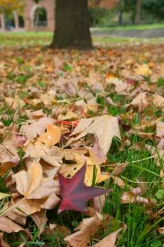 The leaves of the trees on the ground during the fall Stock Photos