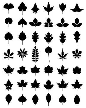 Leaves of trees Stock Illustration