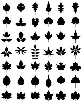 Leaves of trees Stock Illustration