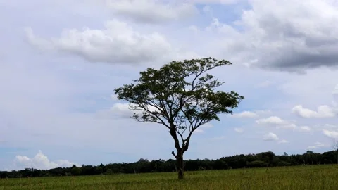 The leaves on the trees in the middle of the rice fields move in the wind Stock Footage 237789512