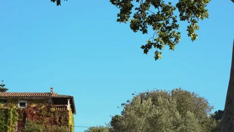 Leaves of the trees moving with the wind Stock Footage 282575995