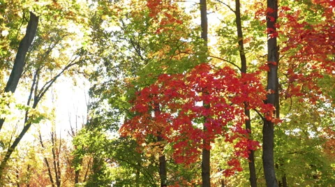 Leaves on the trees in the park Video stock 68190435