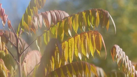Leaves of trees in Poland Stock Footage 98800182