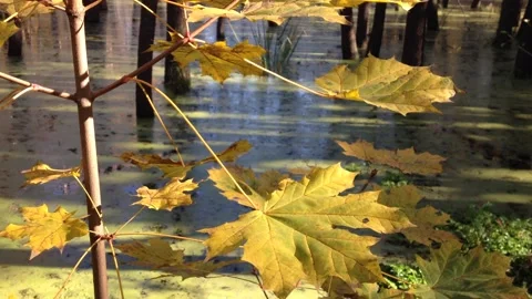 Leaves of trees in Poland Stock Footage 98843987