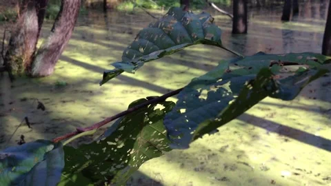 Leaves of trees in Poland Stock Footage 98844215