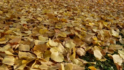 Leaves of trees in Poland Stock Footage 98871814
