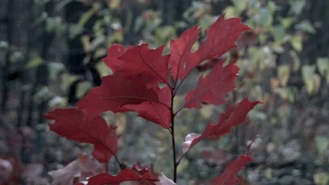 Leaves of trees in Poland Stock Footage 98890329