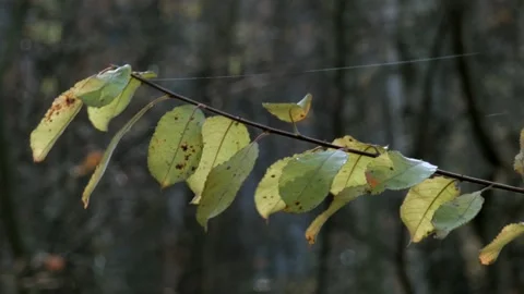 Leaves of trees in Poland Stock Footage 98892083