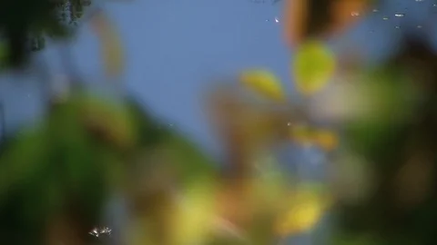 Leaves of trees in Poland Video stock 99020329