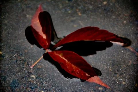 Leaves of trees in a puddle Stock Photos