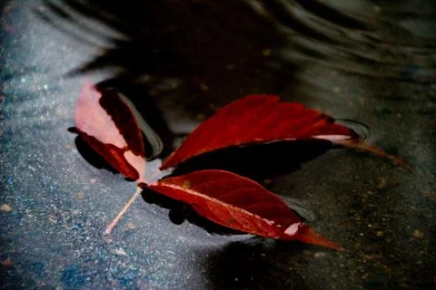 Leaves of trees in a puddle Stock Photos