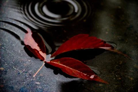 Leaves of trees in a puddle Stock Photos