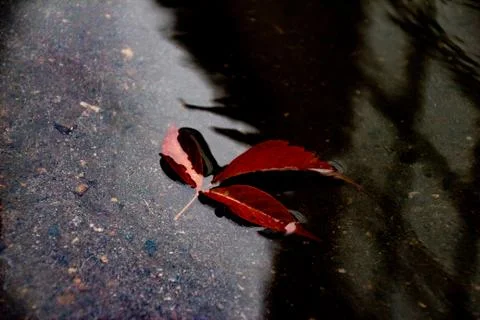 Leaves of trees in a puddle Stock Photos