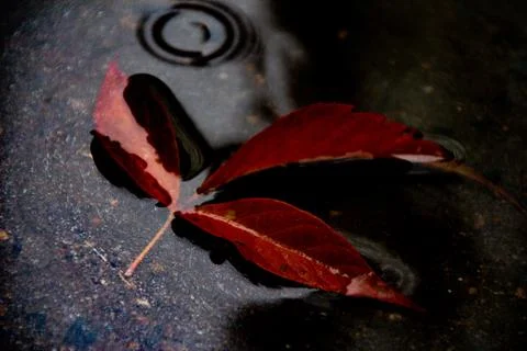 Leaves of trees in a puddle Stock Photos