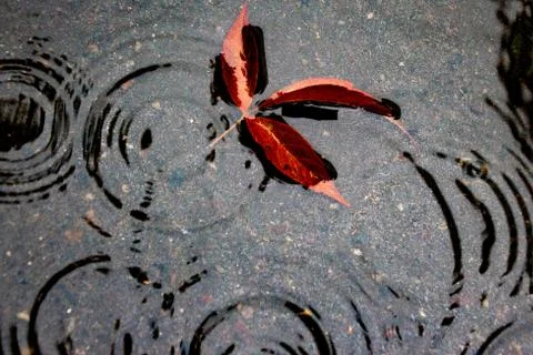 Leaves of trees in a puddle Stock Photos