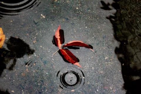 Leaves of trees in a puddle Stock Photos