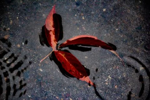 Leaves of trees in a puddle Stock Photos