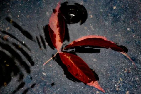 Leaves of trees in a puddle Stock Photos