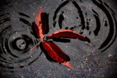 Leaves of trees in a puddle Stock Photos