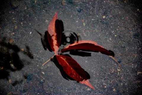 Leaves of trees in a puddle Stock Photos