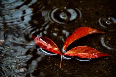 Leaves of trees in a puddle Stock Photos