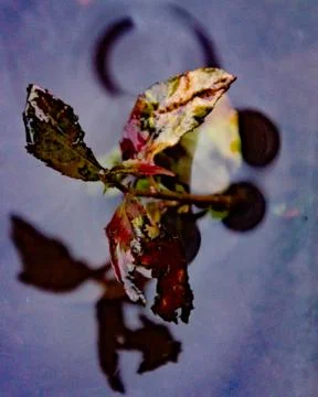Leaves of trees in a puddle Stock Photos
