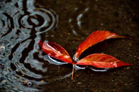Leaves of trees in a puddle Stock Photos