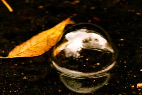 Leaves of trees in a puddle Stock Photos