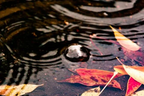 Leaves of trees in a puddle Stock Photos