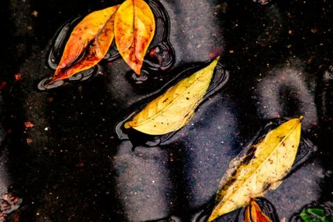 Leaves of trees in a puddle Stock Photos
