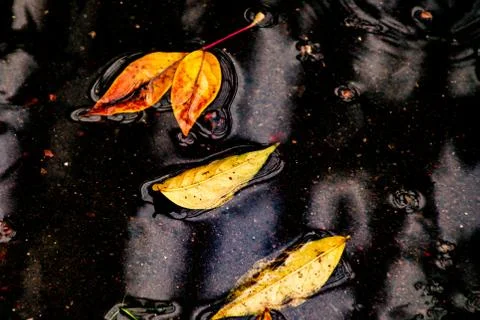 Leaves of trees in a puddle Stock Photos