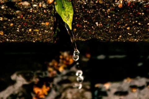 Leaves of trees in a puddle Stock Photos