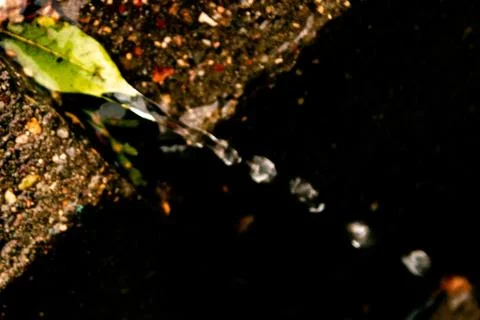 Leaves of trees in a puddle Stock Photos