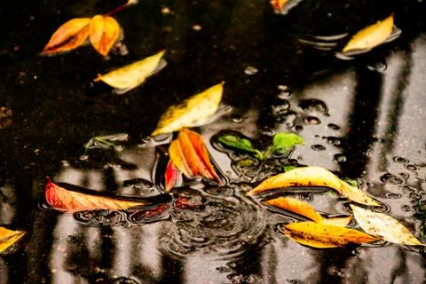 Leaves of trees in a puddle Stock Photos