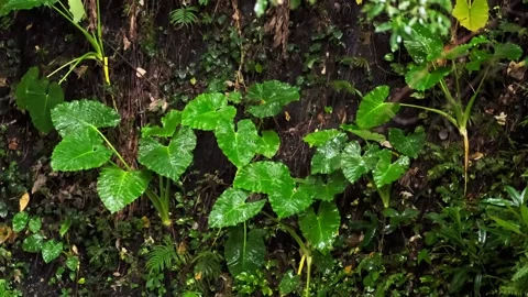 The leaves of trees in the rain in tropical forest during the rainy season. Stock Footage 249369645
