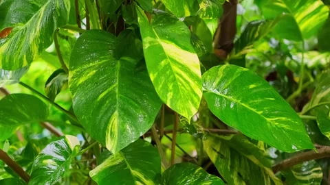 The leaves of trees in the rain in tropical forest during the rainy season. Stock Footage 249369652