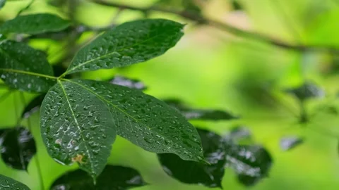 The leaves of trees in the rain in tropical forest during the rainy season. Stock Footage 249369989