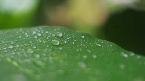 The leaves of trees in the rain in tropical forest during the rainy season. Stock Footage 249370180