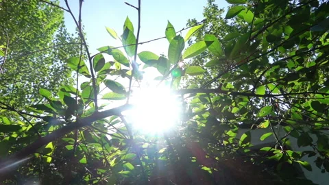 Leaves of Trees on Sky Background Stock-Footage 90330714