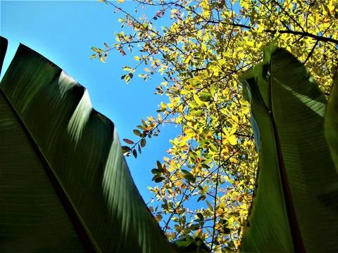 LEAVES TREES SKY Fotos Stock