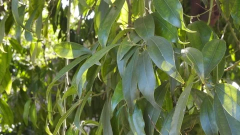Leaves of trees in the sun Stock Footage 182455306