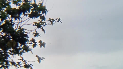 The leaves of the trees sway gently in the wind. Stock Footage 310008929