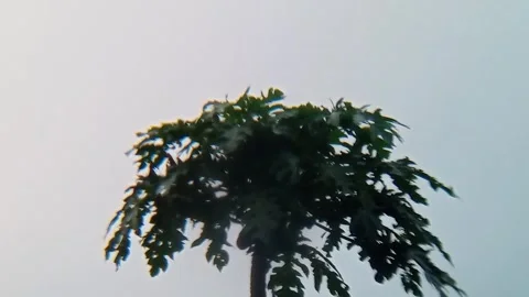 The leaves of the trees sway gently in the wind. Stock Footage 310010293