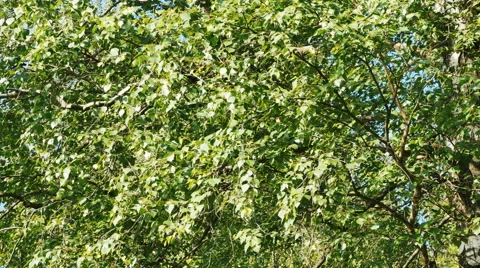 Leaves of the Trees Swaying in the Wind Stock Footage 64924080