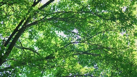 Leaves of trees swaying in the wind Stock Footage 69257649