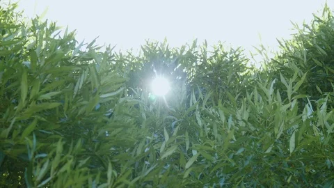 The leaves of trees swaying in the wind Stock Footage 71942758