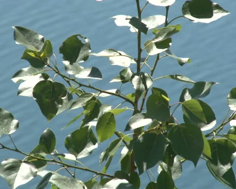 Leaves of trees swaying in wind Stock-Footage 98332923
