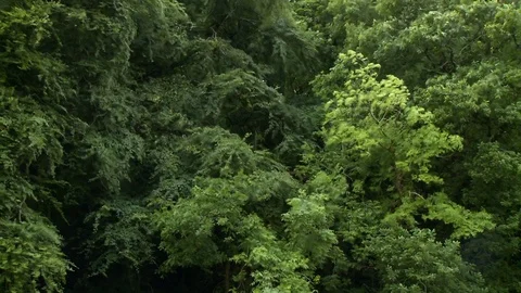 Leaves Of Trees Swaying In Wind Video stock 115853066